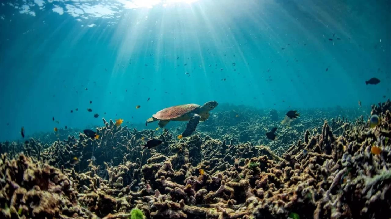 Rekor scaklklar okyanus ekosistemini bozuyor