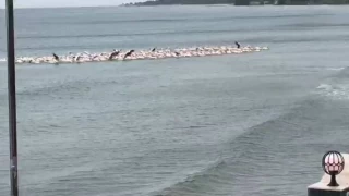 Frtna nedeniyle yzlerce pelikan plajda topland