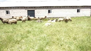 Erci'te ahrda havasz kalan koyunlar telef oldu