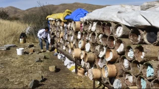 Bitlis'te karakovan balnn hasadna devam ediliyor