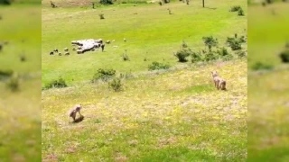 Kurtlar srye, dronlu oban, kurtlara pusu att