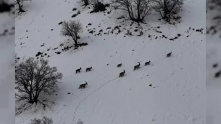 Tunceli'de vadilere inen yaban keileri grntlendi