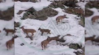 Erzincan'da da keileri yiyecek ararken grntlendi