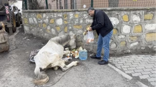 Alk ve yorgunluktan yere ylan katr hayata tutundu