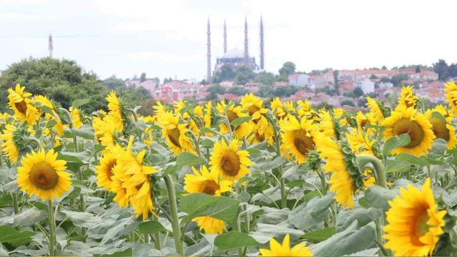 Ar scaklar ve kuraklk ayieini vurdu