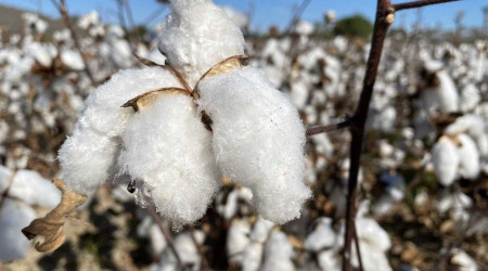 ANTBİRLİK pamuğun fiyatını 11 TL olarak açıkladı