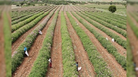 Isparta Altını depolarda alıcısını bekliyor
