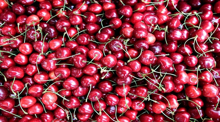 Kiraz çiftçileri ağaçlarını kesmeye hazırlanıyor