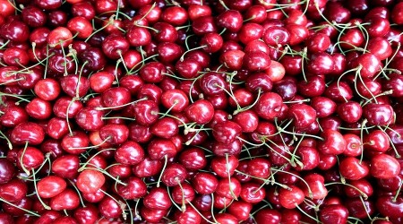 Kiraz çiftçileri ağaçlarını kesmeye hazırlanıyor