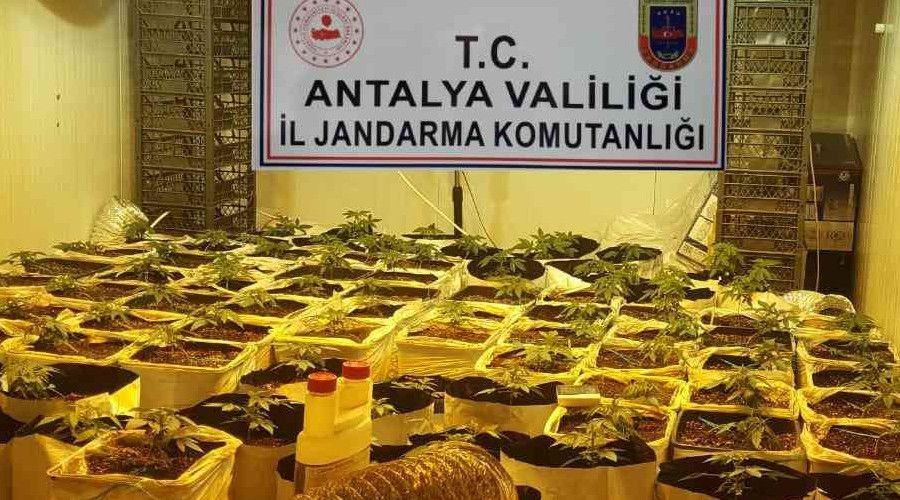 Konteyneri uyuşturucu serasına dönüştürmüşler