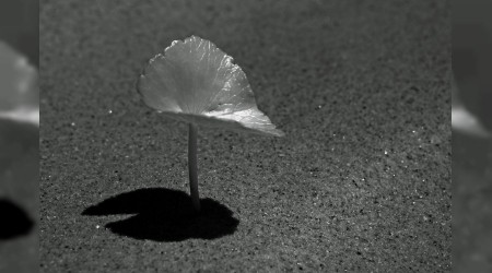 Mescid böyle bayındır kılınır