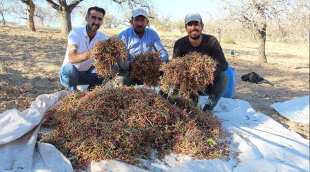 Fiyatı altınla yarışıyor