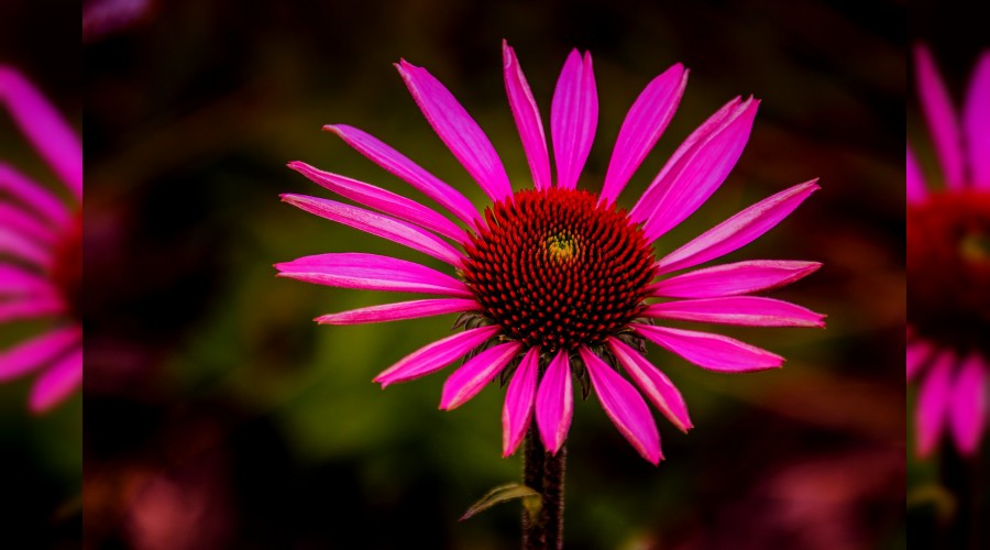 ‘İçlerindeki bâtıl inançlara dayandılar’