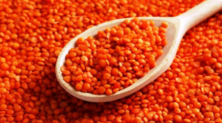 Kırmızı mercimek üretimi ihaleye çıkarıldı