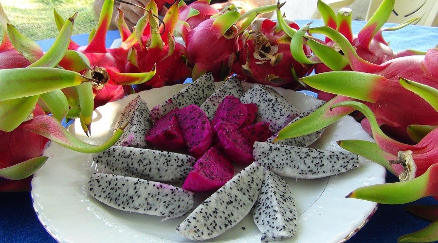 Pitahaya’mın tanesi 35 TL