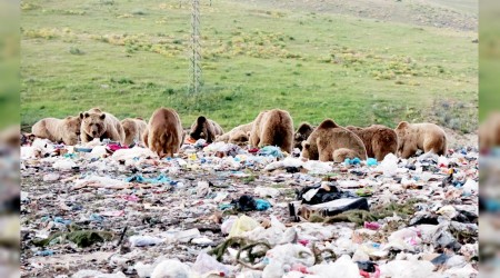Boz ayıların yiyecek arayışı görüntülendi