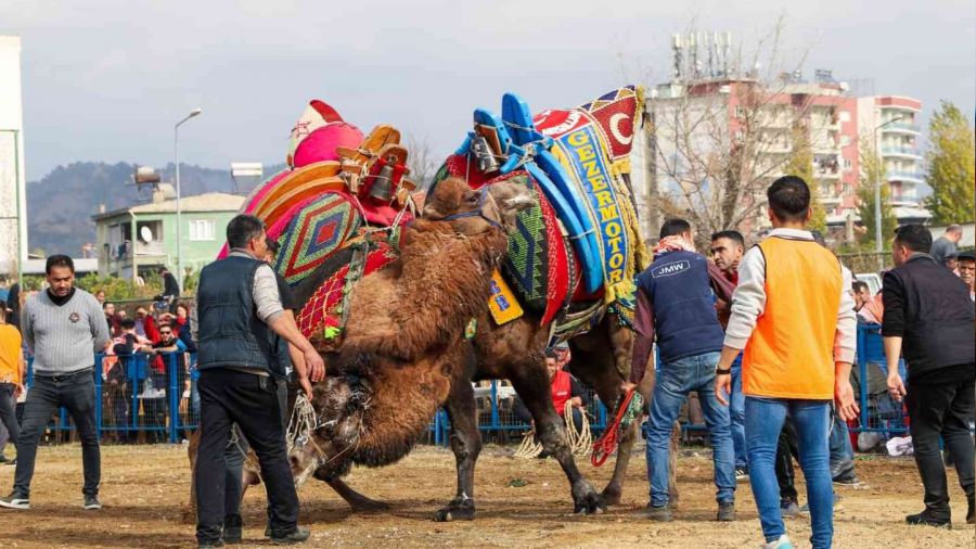 Ege'de develer arenaya indi, sezonun ilk grei Umurlu'da balad