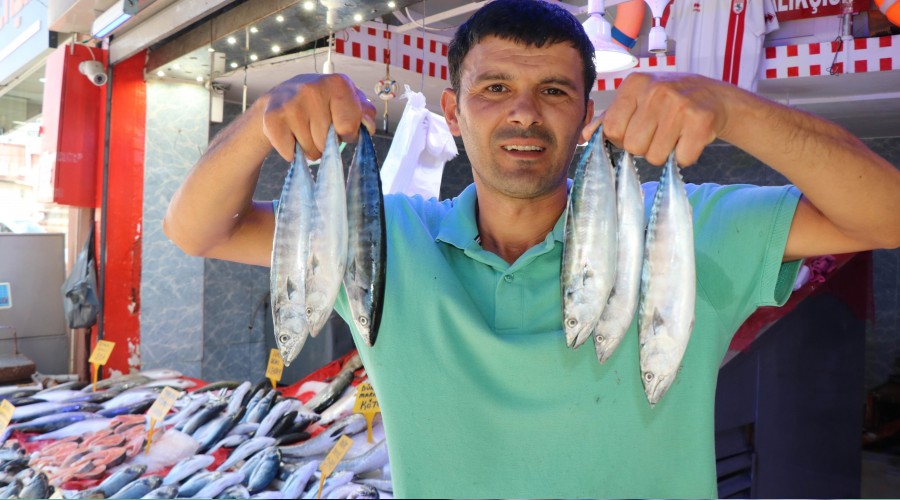 Karadeniz palamut kaynyor