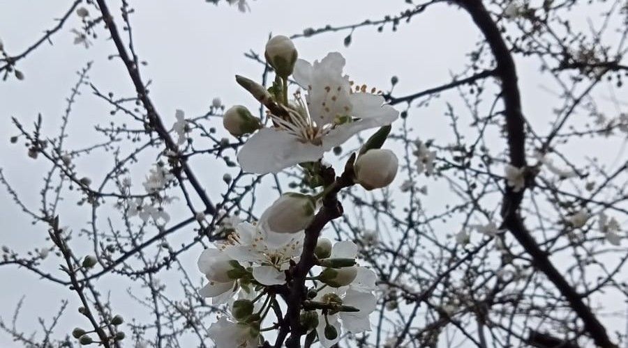 Kastamonu'da çiçek açan ağaçlar görenleri şaşırttı