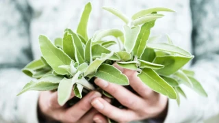 Bağışıklığı Güçlendiren ve Yaşlanmayı Yavaşlatan Süper Gıdalar