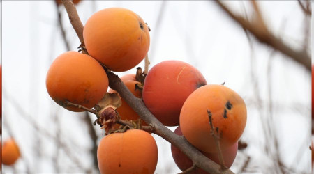 Bahçede 3.5, İstanbul'da 20 TL