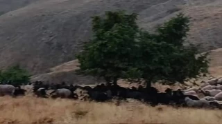 Elazığ'da yıldırım düştü, 20 hayvan telef oldu