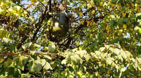 Erik ağacı kabak verir mi?