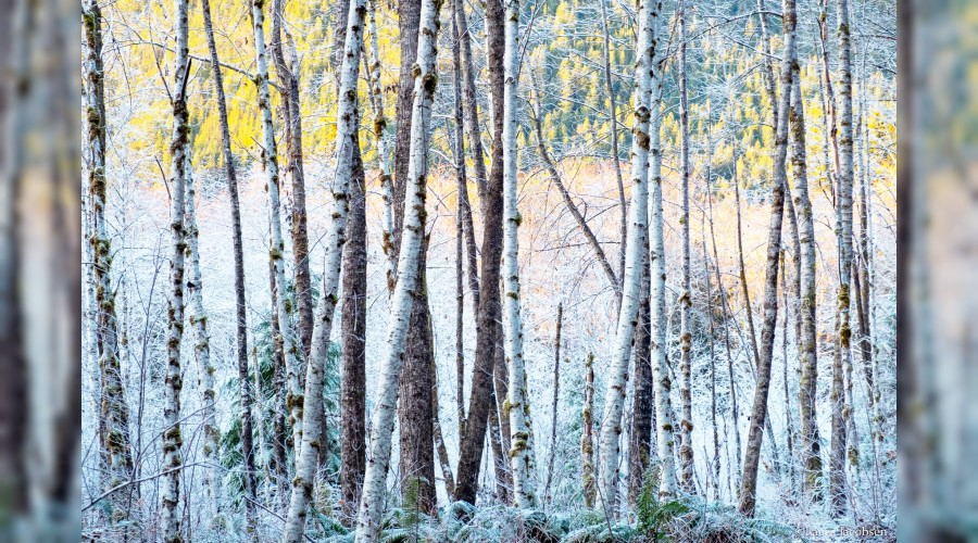 ‘İtaati, dinin düzeni için farz kıldı’