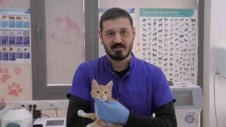 Kayseri'de vatandaşlara 'kurt' uyarısı