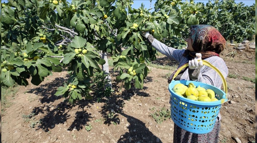 Kuraklık inciri de vurdu