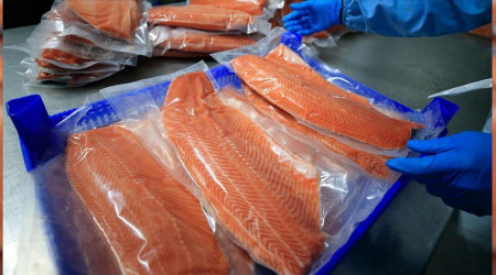 Sürmene'de somon balığı yumurtası üretilecek