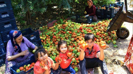 Ata tohumuyla 6 aydr domates hasad yapyor bitmek bilmiyor