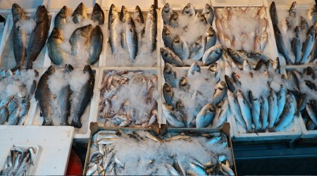 Balıkçılar 1 Eylül'de 'vira bismillah' diyecek