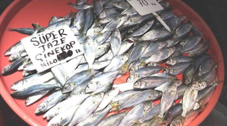 Bandırma'da çinekop rekora koşuyor.