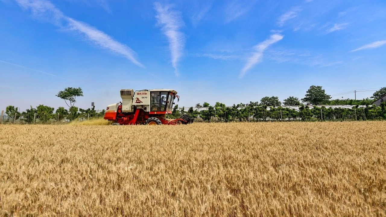 Çin, kuraklığa rağmen tahıl üretiminde rekor kırdı