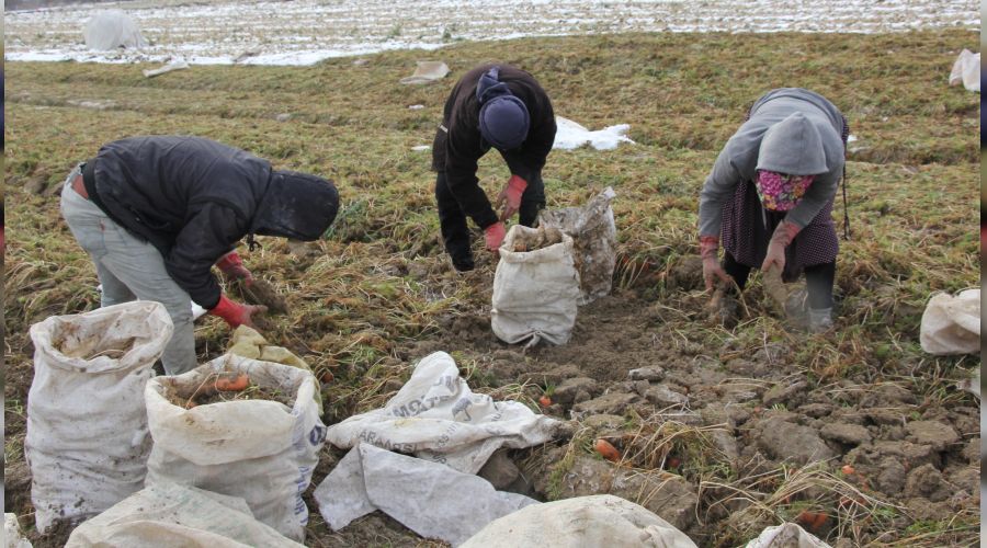 Havuçta da kazanan aracılar