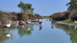 Ku cenneti deltasndan renkli grntler