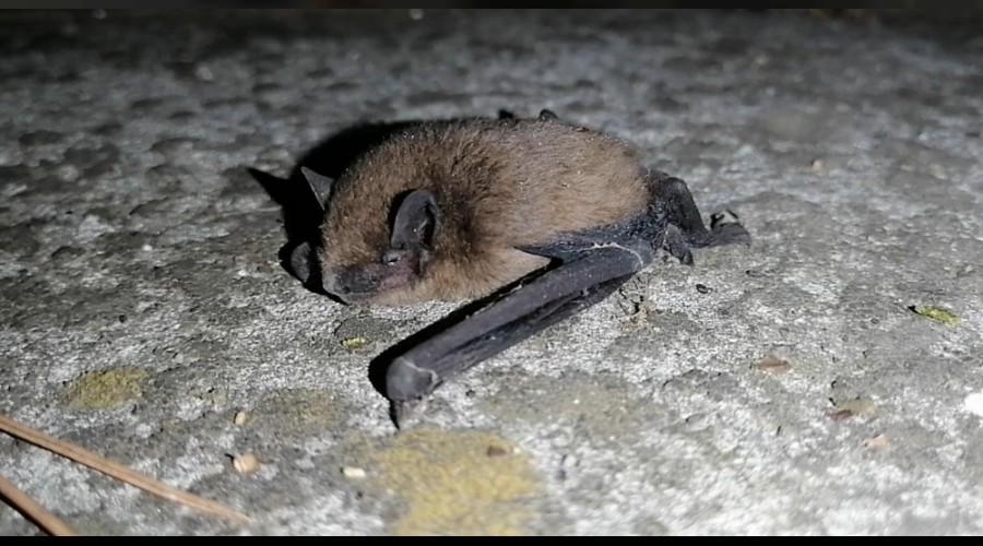 Yarasalar kahveyi bastı