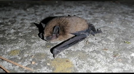 Yarasalar kahveyi bastı