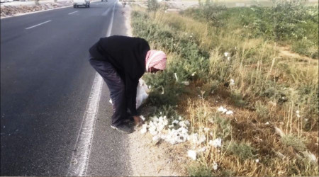 Yola saçılan pamuklar geçim kaynağı