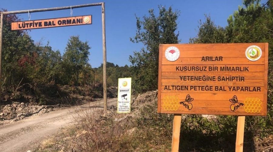Bal ormanları yaygınlaşıyor