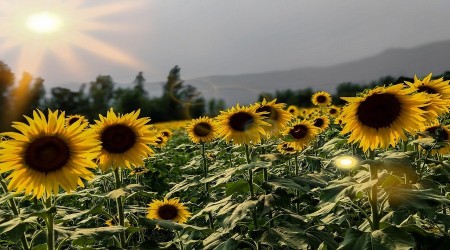 Çin çekirdeğine çözüm Çorum'dan geldi