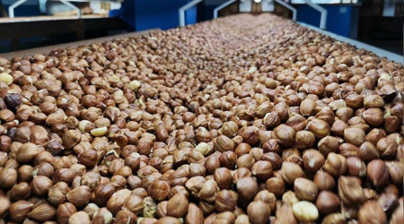 Fındık ihracatından 2.3 milyar dolar kazandık