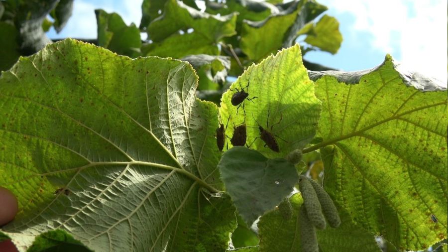 Fındıktaki bu yılki kaybın yüzde 15'i zararlılar yüzünden