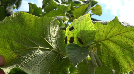 Fındıktaki bu yılki kaybın yüzde 15'i zararlılar yüzünden