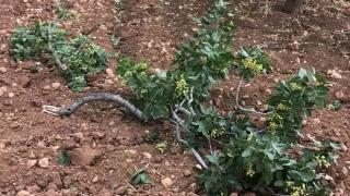 Fırtına Antep fıstığı ağaçlarına zarar verdi
