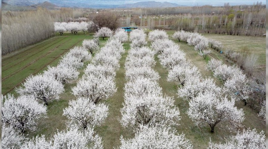 Kayısı ağaçları gelinlik giydi