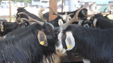 Keçi fiyatları el yakıyor