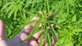 Kenevirden kauçuk, krem ve biyomalzeme: 'Vahşi sanayileşmeye karşı kenevir'