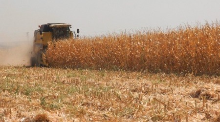 Kilis'te mısır hasadı zamanı